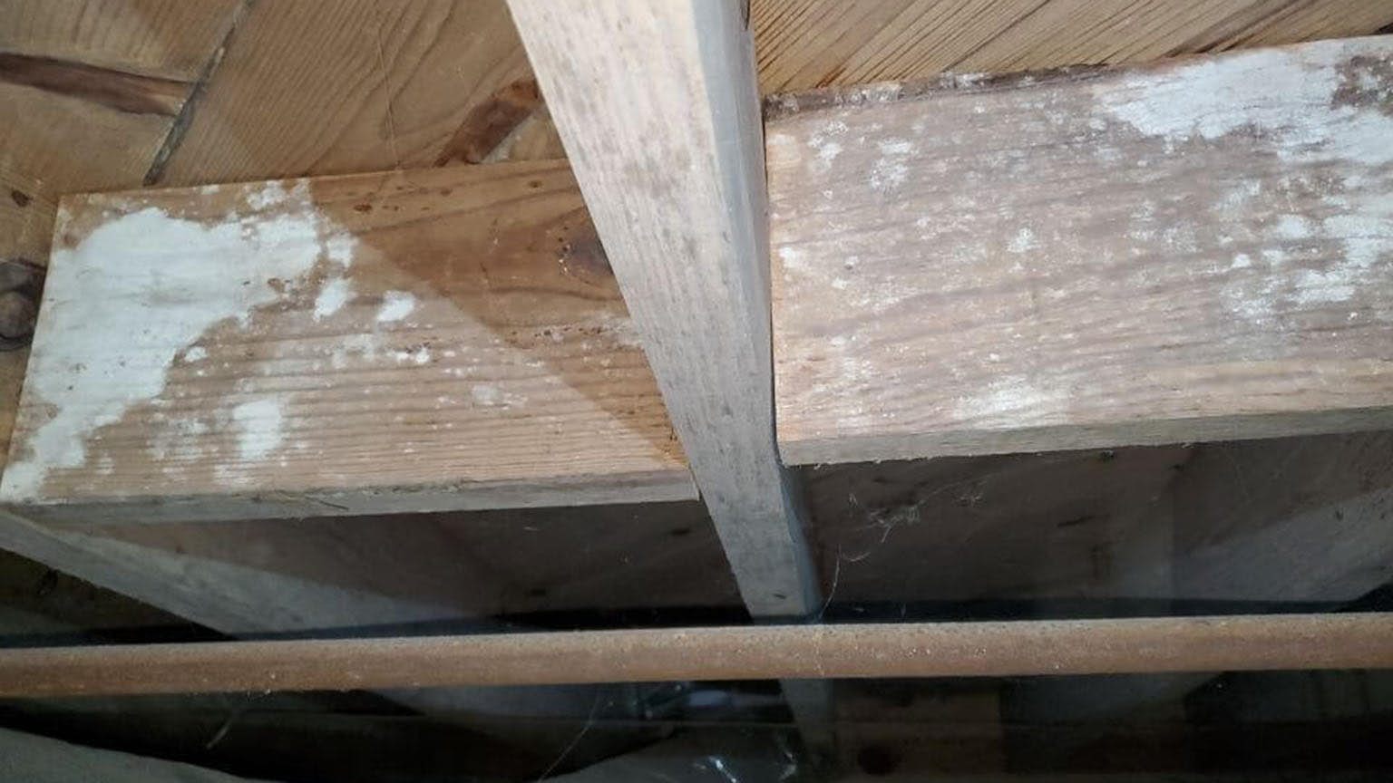Dealing with Mold Infestation in Crawl Spaces